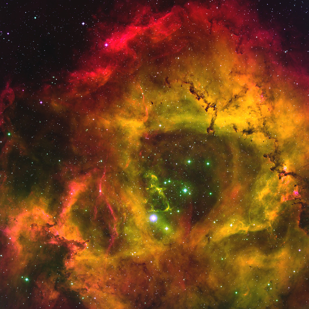 rosette